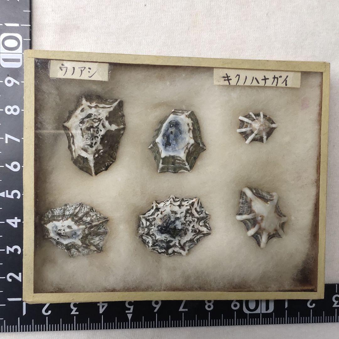 2 types of shellfish specimens, 6 pieces (Unoashi/Kikunohanagai)