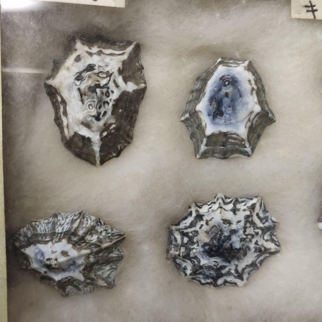 2 types of shellfish specimens, 6 pieces (Unoashi/Kikunohanagai)