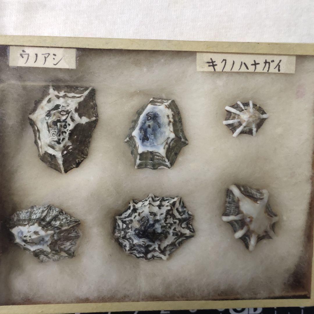 2 types of shellfish specimens, 6 pieces (Unoashi/Kikunohanagai)