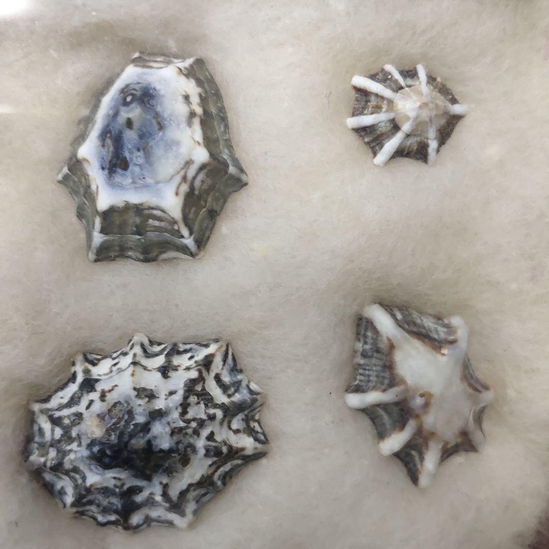 2 types of shellfish specimens, 6 pieces (Unoashi/Kikunohanagai)