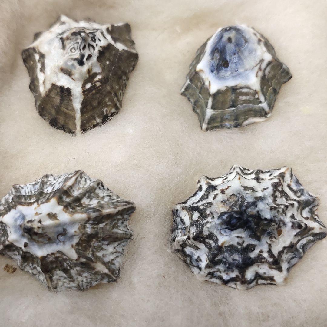 2 types of shellfish specimens, 6 pieces (Unoashi/Kikunohanagai)