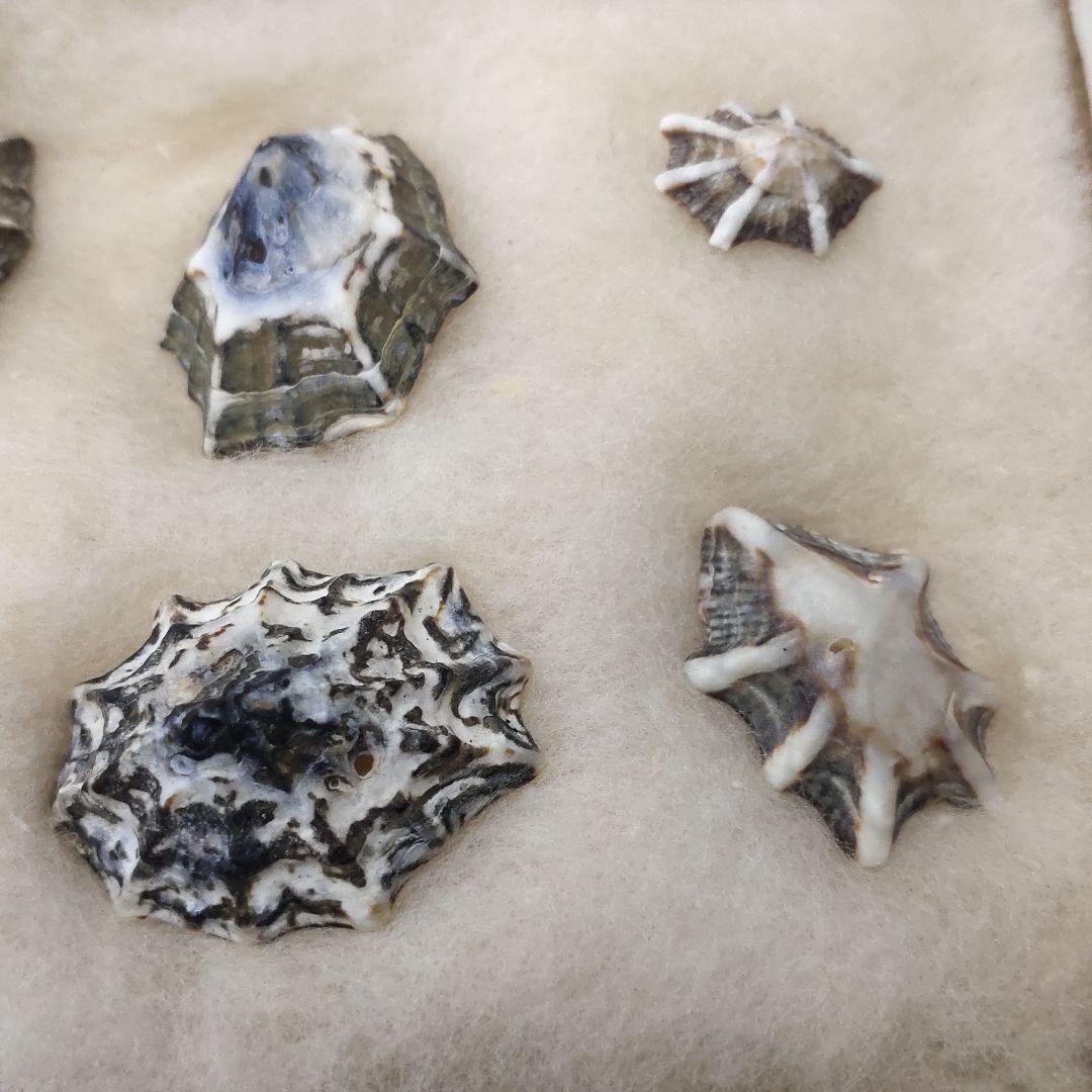 2 types of shellfish specimens, 6 pieces (Unoashi/Kikunohanagai)